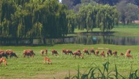 北京南(nán)海子麋鹿苑博物館.jpg